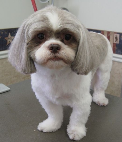 Shih tzu pups first haircut  Mans Best Friend  Facebook