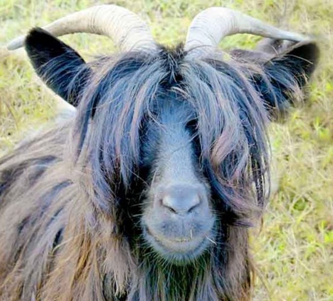50+ Best Goat Haircuts (2023 Guide)