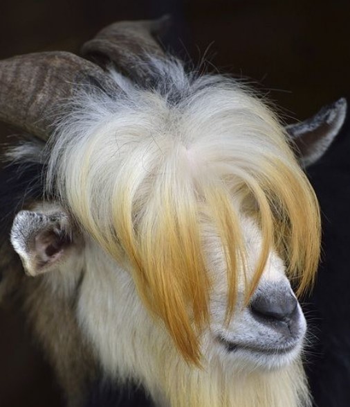 Funny Hairy Goat Farm Bali Indonesia Stock Photo 64936174 | Shutterstock