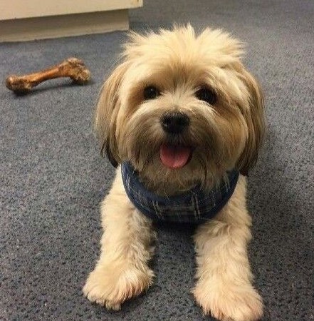 cute morkie haircuts