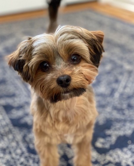 cutting morkie hair