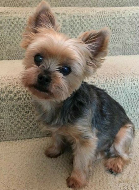 Morkie Haircuts 24 