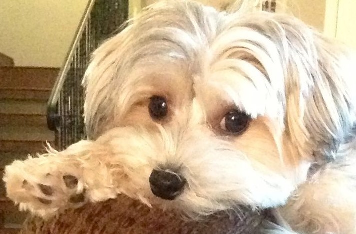 Morkie Haircuts 5 