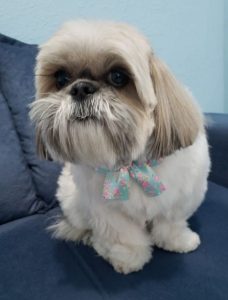 20+ Best Shih Tzu Haircuts Lion Cut - Shih Tzu Haircuts (2025 Guide)