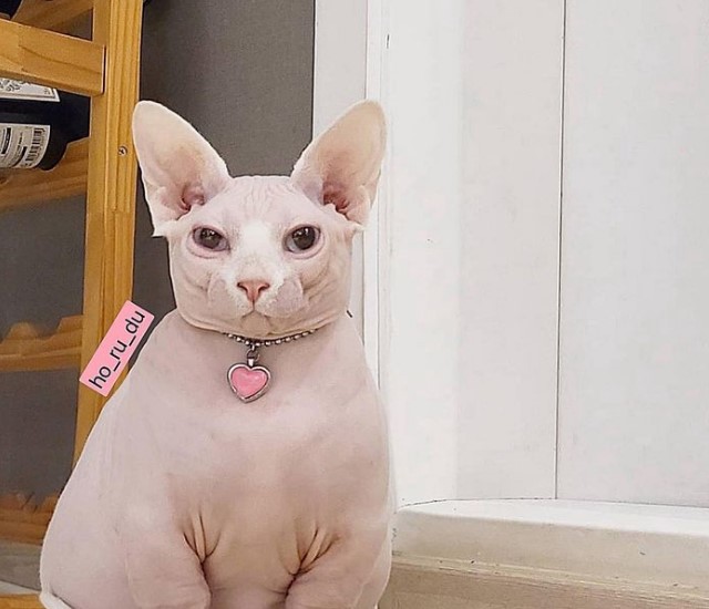 Fat Hairless Cat 1 